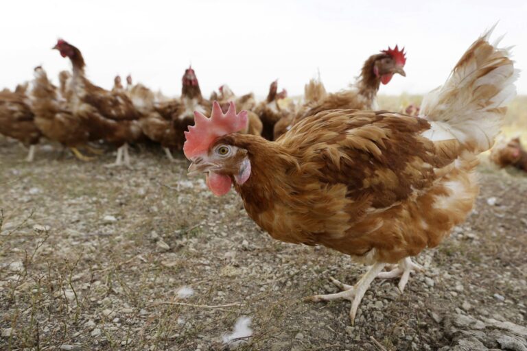 Κροατία: Ανησυχία για την εμφάνιση του ιού H5N1 της γρίπης των πτηνών