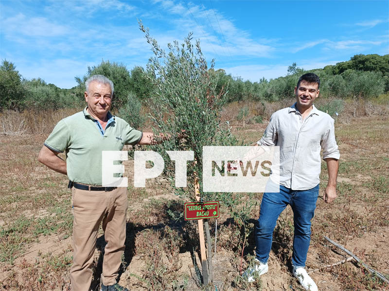 Ηλεία: Τουρίστες γίνονται ανάδοχοι ελαιόδεντρων