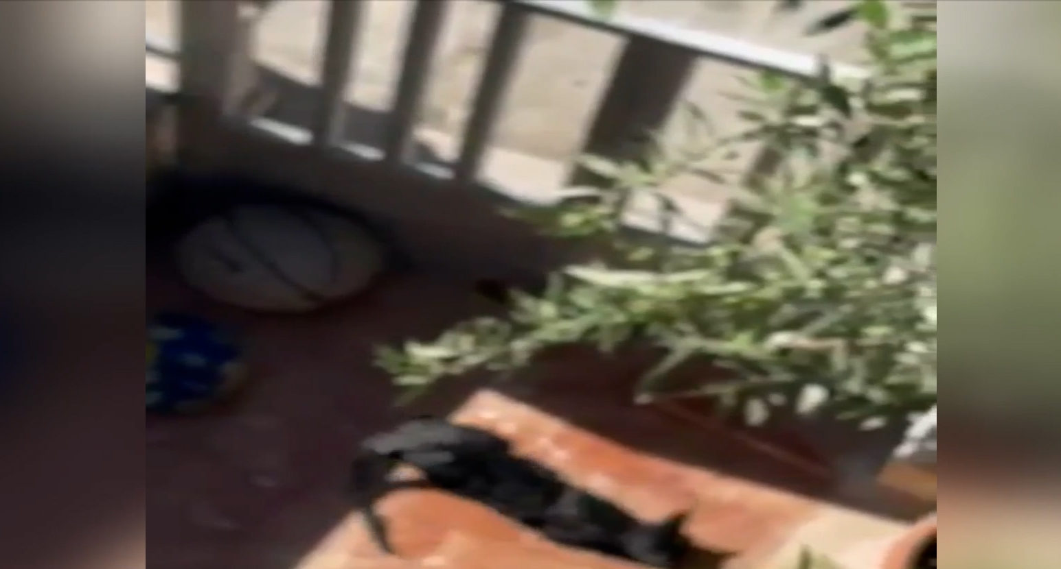 Βίντεο – ντοκουμέντο ΕΡΤ: Ηλικιωμένη κακοποιεί ετοιμοθάνατη γάτα – Νωρίτερα της είχε ρίξει φόλα