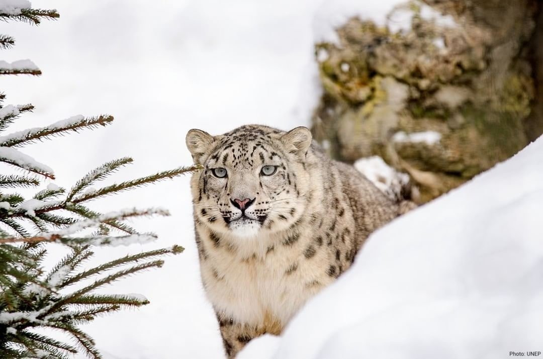 SOS από τα Ηνωμένα Έθνη για τη λεοπάρδαλη του χιονιού: Έχουν απομείνει λίγες χιλιάδες – Σταματήστε τώρα τη λαθροθηρία