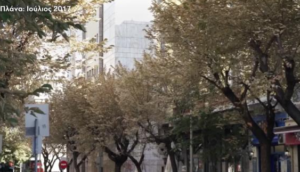 Θεσσαλονίκη: Κάλεσμα για την προστασία των φτελιών του κέντρου από την οργάνωση “Μαμαγαία”