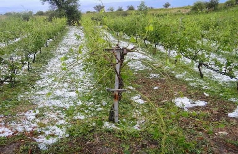 Βαμβακοκαλλιεργητές: Προκαταβολές 5 εκατ. ευρώ για τις χαλαζοπτώσεις του Ιουνίου