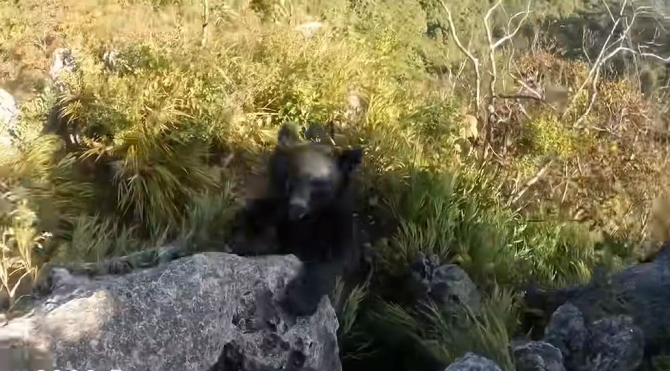 Βίντεο – Ιαπωνία: Ορειβάτης δέχθηκε επίθεση από αρκούδα – Πώς κατάφερε να ξεφύγει