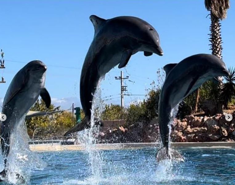 Α. Γεωργιάδης για τα δελφίνια στο Αττικό Ζωολογικό Πάρκο: Δεν είδα κάποιο show – Με διαβεβαίωσαν ότι η λειτουργία τους είναι νόμιμη (video)