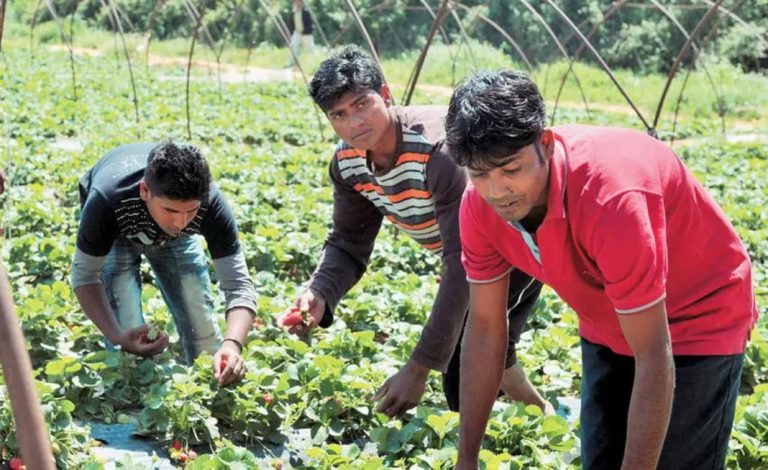 Εργάτες γης: Παράταση της παραμονής τους για 6 μήνες κατά παρέκκλιση της διαδικασίας