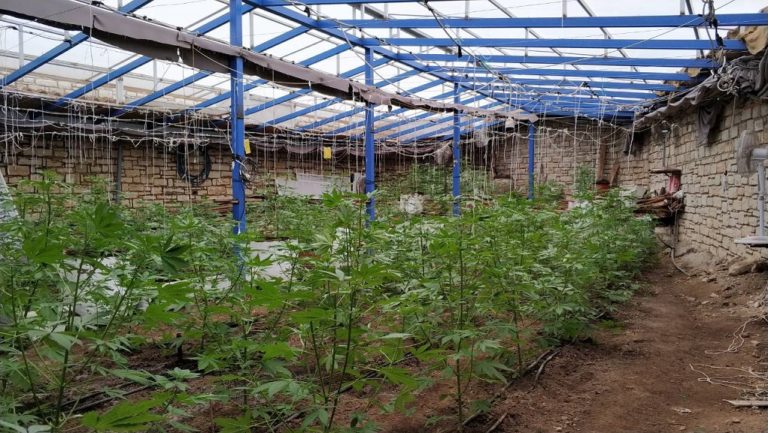 Ιεράπετρα: Καλλιεργούσαν δενδρύλλια κάνναβης σε θερμοκήπιο