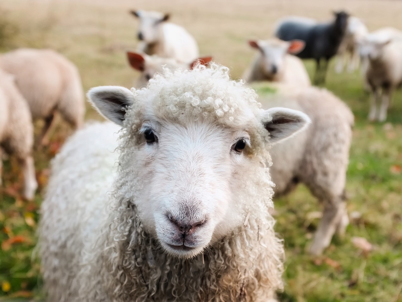 Γενετικά τροποποιημένα πρόβατα δίνουν ελπίδα για τη θεραπεία θανατηφόρας παιδικής νόσου