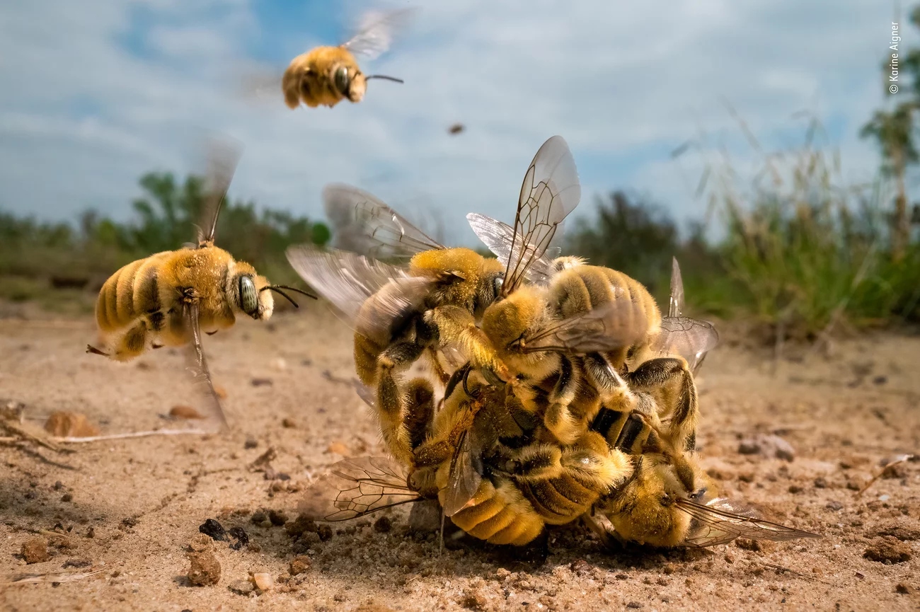 Wildlife Photographer of the Year: Αυτές είναι οι καλύτερες φωτογραφίες άγριας ζωής για το 2022