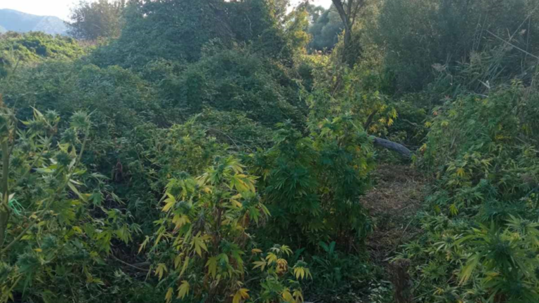 Καβάλα: Εντοπίστηκε φυτεία κάνναβης με 187 δενδρύλλια – Δύο συλλήψεις