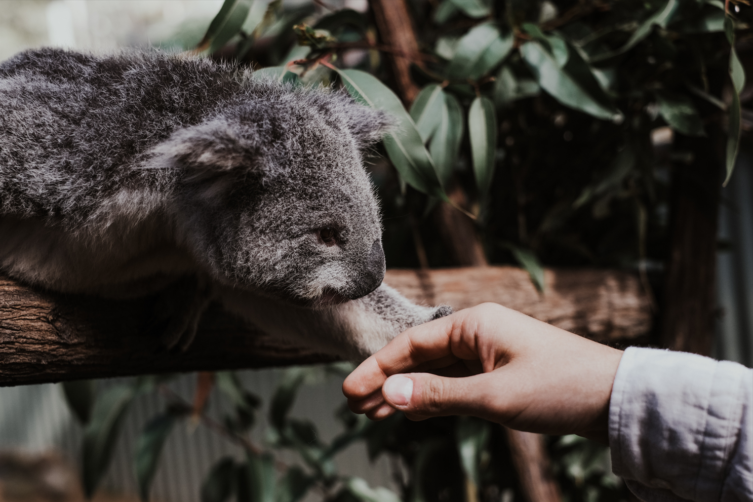 Η Αυστραλία θα διαθέσει τουλάχιστον το 30% της γης της για την προστασία των απειλούμενων ειδών (video)