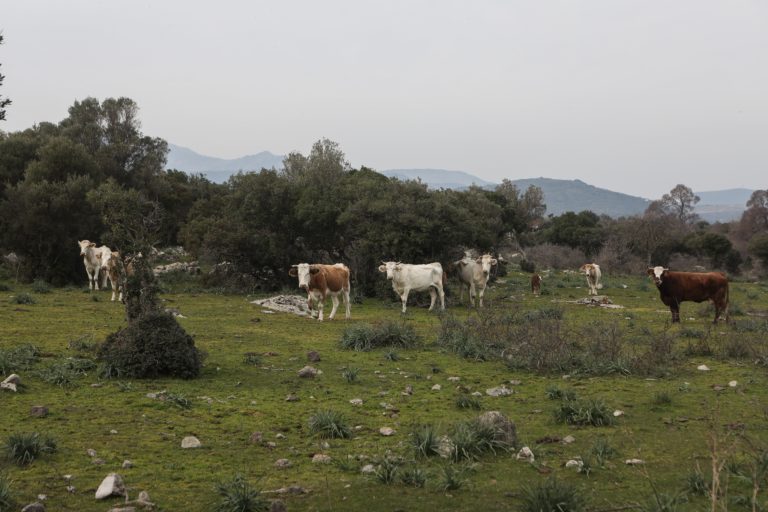 ΥΠΑΑΤ: Εξετάζει λύση για ένταξη των νεοεισερχόμενων κτηνοτρόφων στις αποζημιώσεις για τις ζωοτροφές