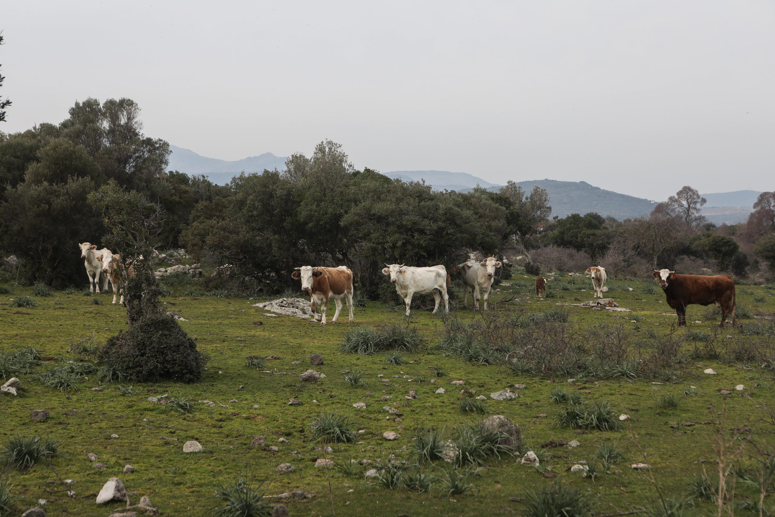 Αποζημιώσεις ύψους 1.107.748 ευρώ σε κτηνοτρόφους της Θεσσαλίας