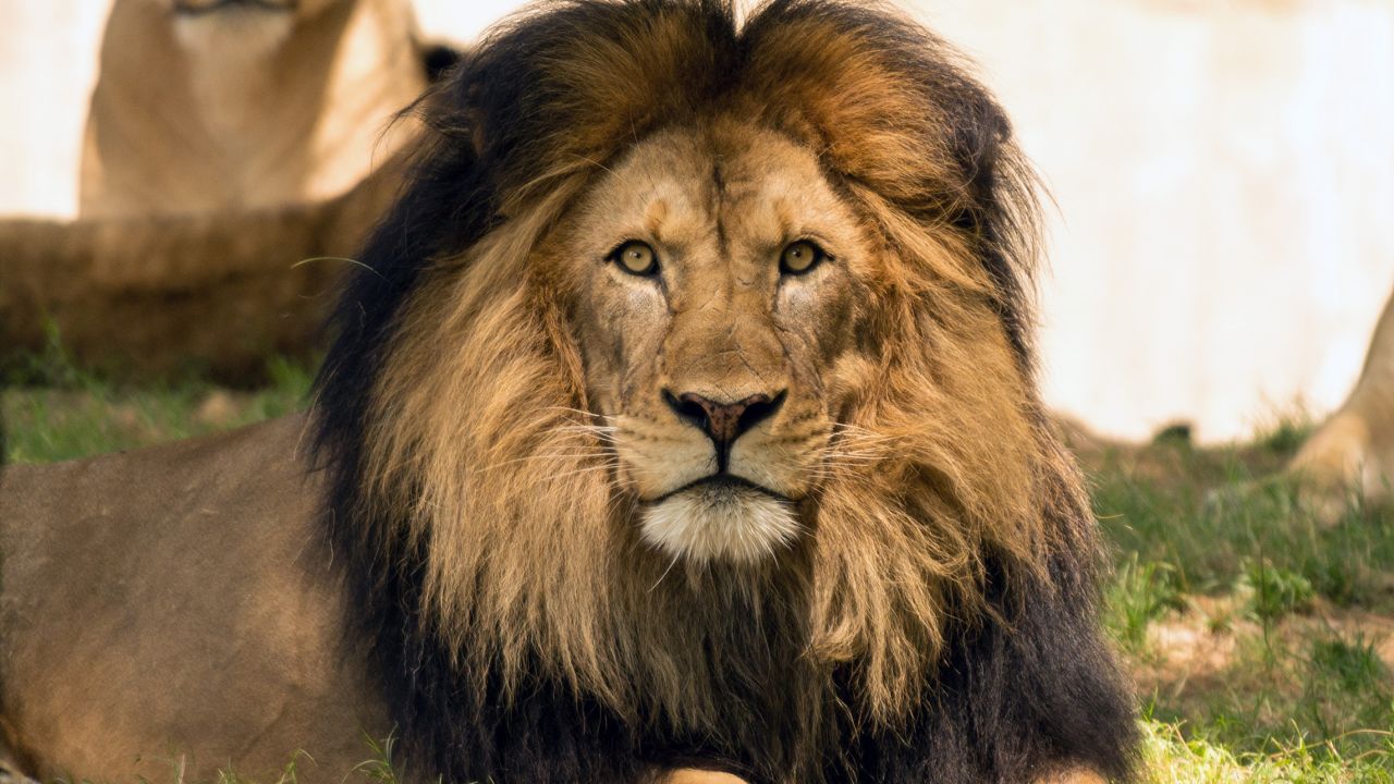Αυστραλία: Συναγερμός σε ζωολογικό κήπο του Σίδνεϊ για την απόδραση πέντε λιονταριών