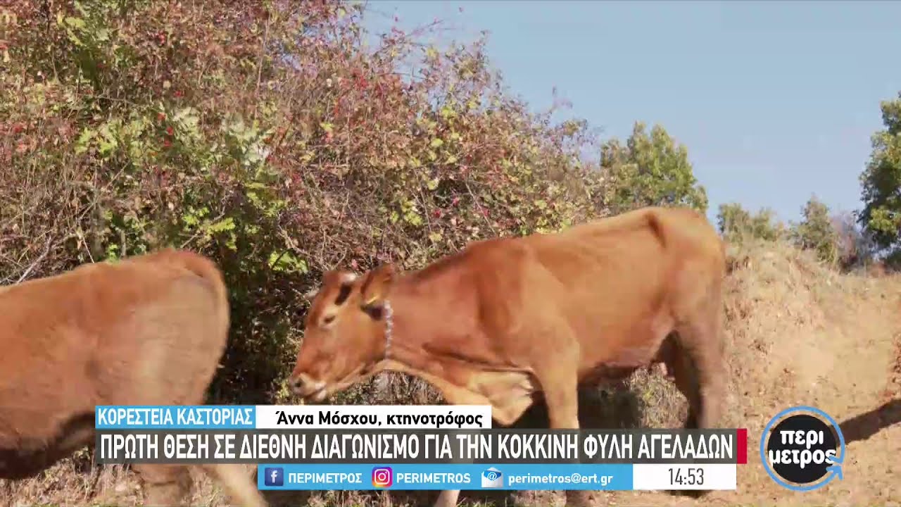 Πρώτη θέση σε διεθνή διαγωνισμό για την κόκκινη φυλή αγελάδων