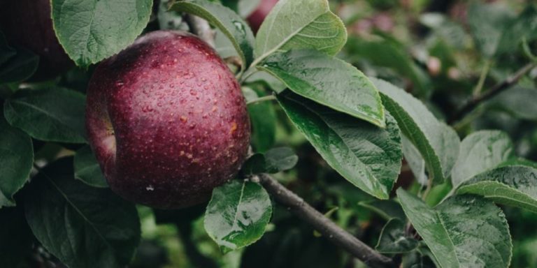 Δήμος Αγιάς: Καταστροφική η απόφαση να μείνουν μήλα και καρποί με κέλυφος εκτός συνδεδεμένων ενισχύσεων