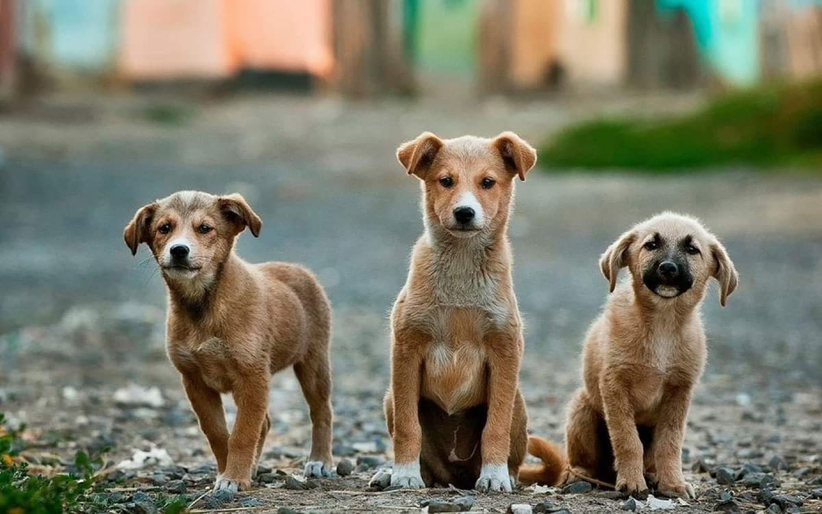Σάμος: Ξεκινά δωρεάν πρόγραμμα στειρώσεων αδέσποτων ζώων