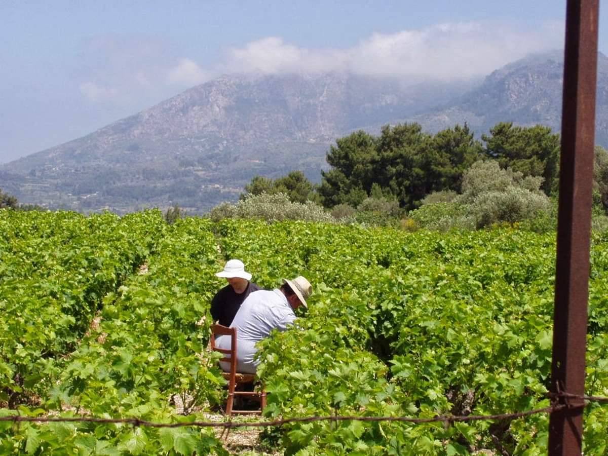 Έκτακτη οικονομική ενίσχυση για τους αμπελοκαλλιεργητές της Σάμου Έκτακτη οικονομική ενίσχυση για τους αμπελοκαλλιεργητές της Σάμου