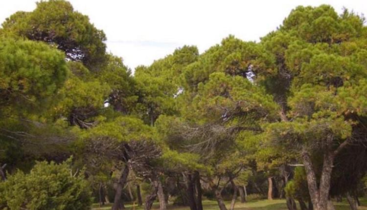 Ξεκινούν οι ψεκασμοί σε πεύκα από το Τμήμα Περιβάλλοντος και Πρασίνου του Δήμου Χανίων