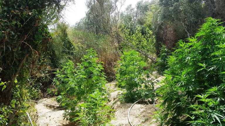 Βρήκαν φυτεία με 500 δενδρύλλια και 200 κιλά κάνναβη σε ορεινή Ολυμπία και Αττική – Συλλήψεις 6 ατόμων