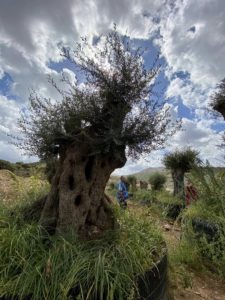 Ηράκλειο: Αιωνόβια ελαιόδεντρα θα υποδέχονται τον κόσμο στο νέο διεθνές αεροδρόμιο του Ηρακλείου