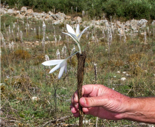 Ένα λουλούδι καταγράφεται για πρώτη φορά στην κρητική γη