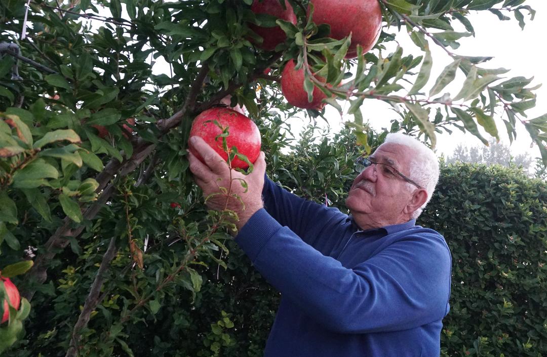 Ρόδια γίγας στη Νίκαια Λάρισας