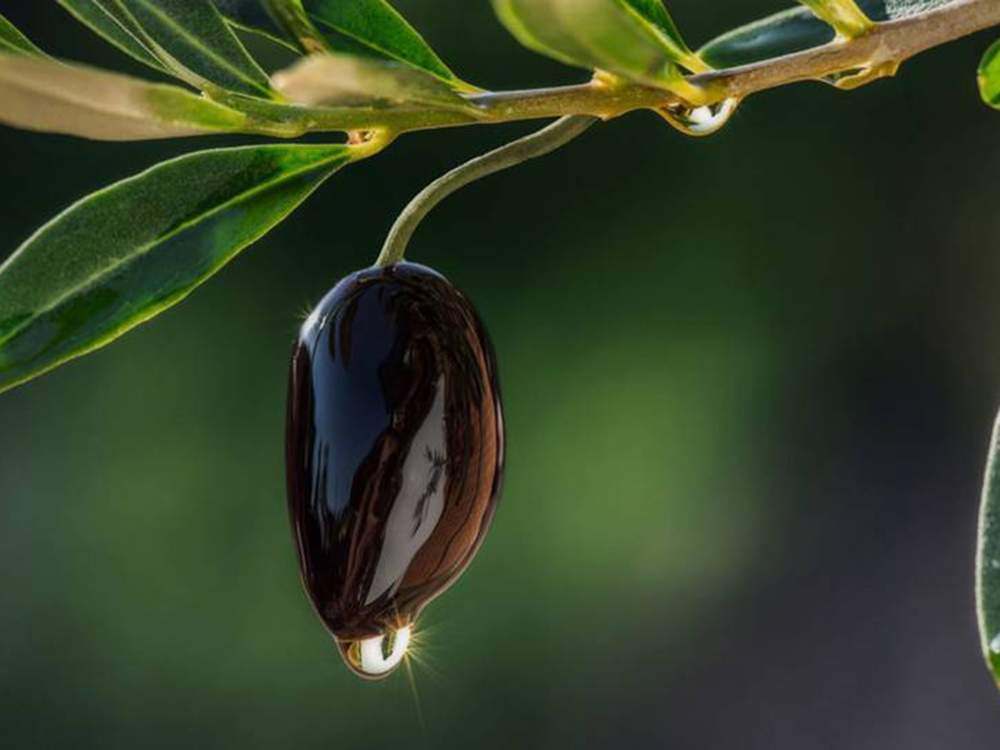 Προγραμματική σύμβαση για την ίδρυση και την λειτουργία ανοιχτής Ακαδημίας  Ελαιοκομίας στο Άστρος Κυνουρίας