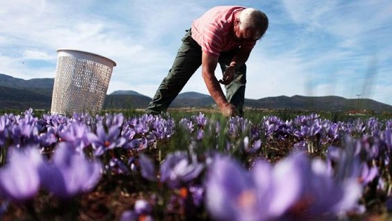 Αισθητά μειωμένη η παραγωγή του κρόκου