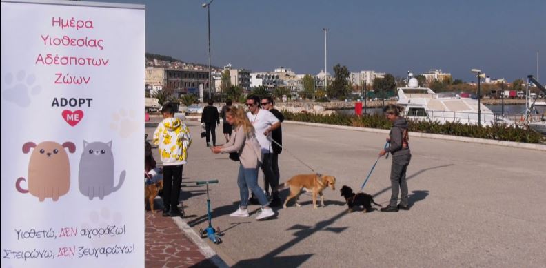 Μυτιλήνη: Πάνω από 100.000 ευρώ ανείσπρακτα πρόστιμα για τα αδέσποτα (video)