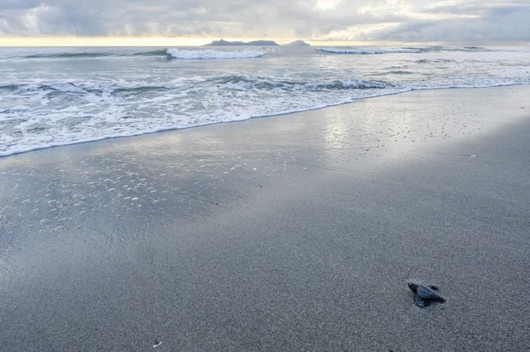 Μάχη για τη διάσωση της χελώνας του Παναμά στο κέντρο της αφροδισιακής δεισιδαιμονίας 