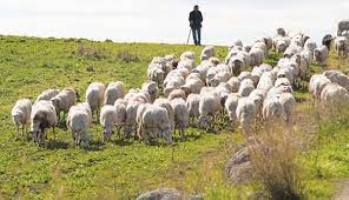 Οι κτηνοτρόφοι της Ροδόπης ζητούν ενίσχυση για αγορά ζωοτροφών λόγω διπλασιασμού του κόστους