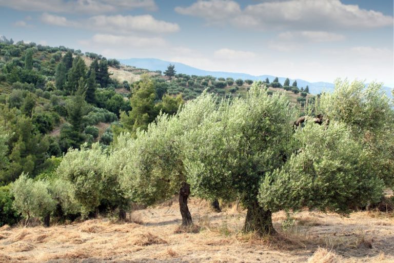 Επιβεβαιώνονται οι φόβοι των ελαιοπαραγωγών: Αύξηση της δακοπροσβολής στον Αποκόρωνα