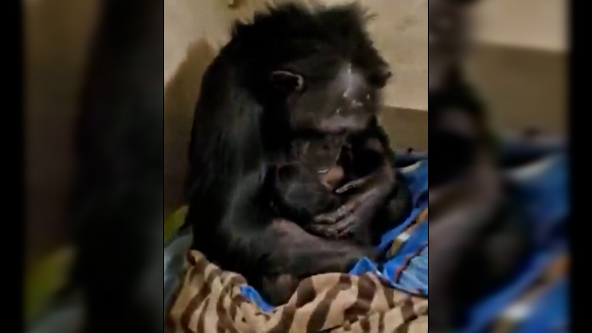 Η συγκλονιστική αντίδραση χιμπατζίνας όταν αντίκρυσε το παιδί της, λίγες μέρες μετά την καισαρική (video)