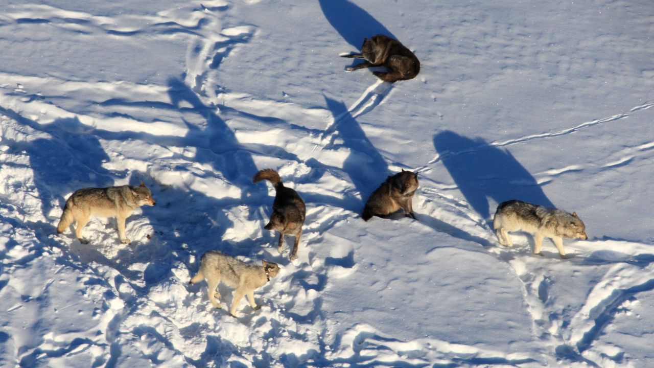 Ο «νοητικός έλεγχος» από παράσιτα επηρεάζει τη δυναμική της αγέλης των λύκων στο Εθνικό Πάρκο Yellowstone