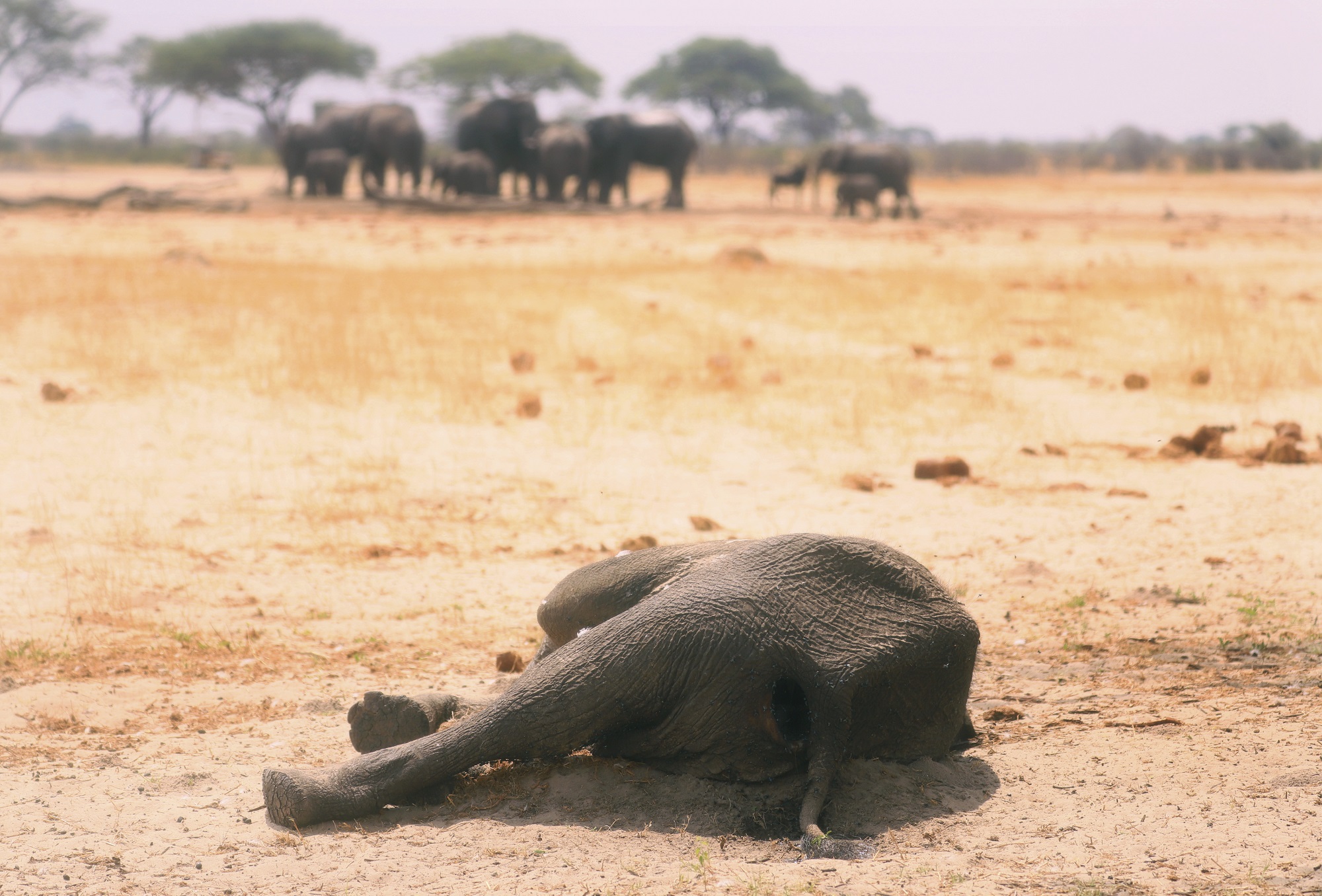 Κένυα-COP27: Τα άγρια ζώα πεθαίνουν από ξηρασία – 205 ελέφαντες νεκροί σε 5 μήνες