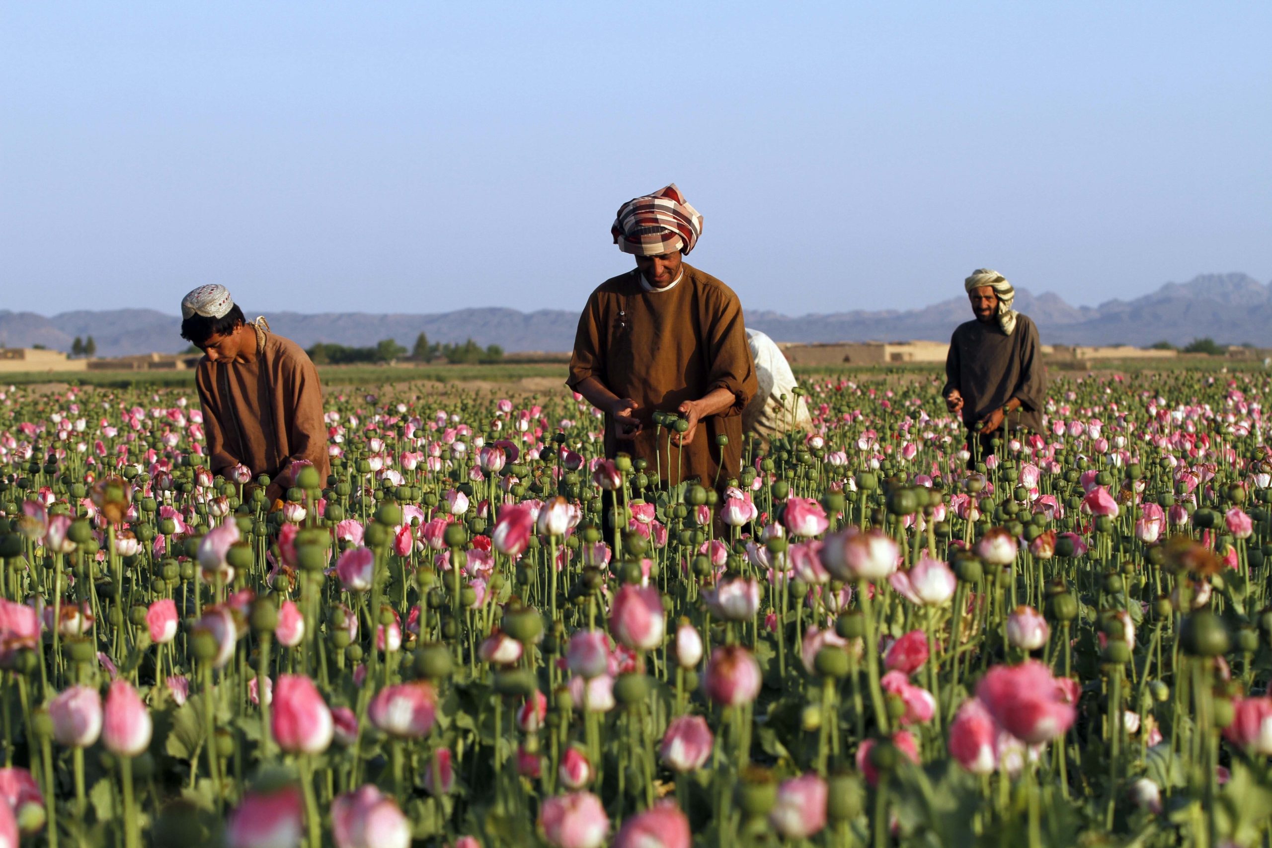 Αφγανιστάν: Ραγδαία αύξηση της καλλιέργειας παπαρούνας υποδεικνύει Έκθεση του ΟΗΕ