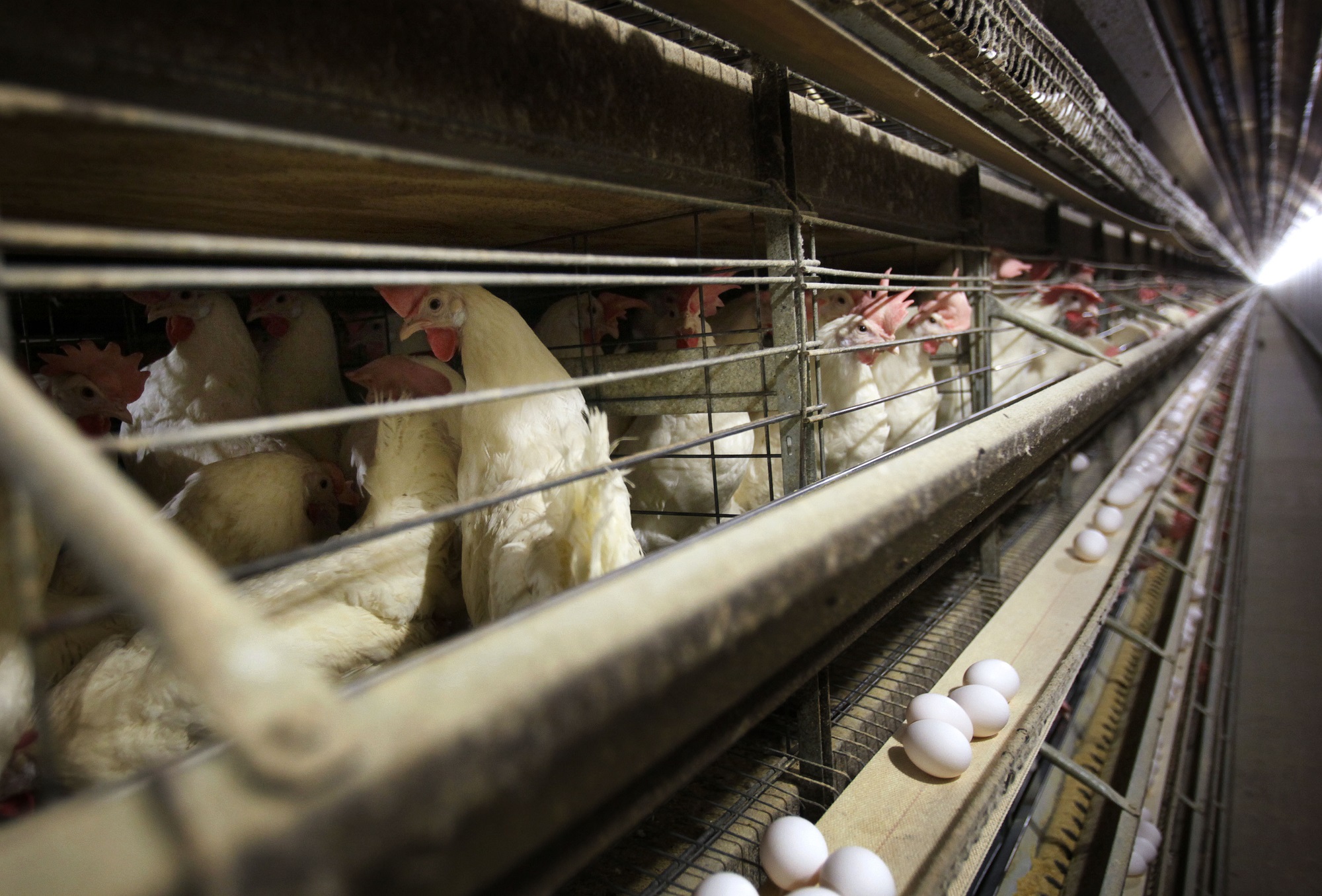 ΗΠΑ: Νέο ρεκόρ από την επιδημία γρίπης των πτηνών -Στα 50,54 εκατομμύρια οι θάνατοι