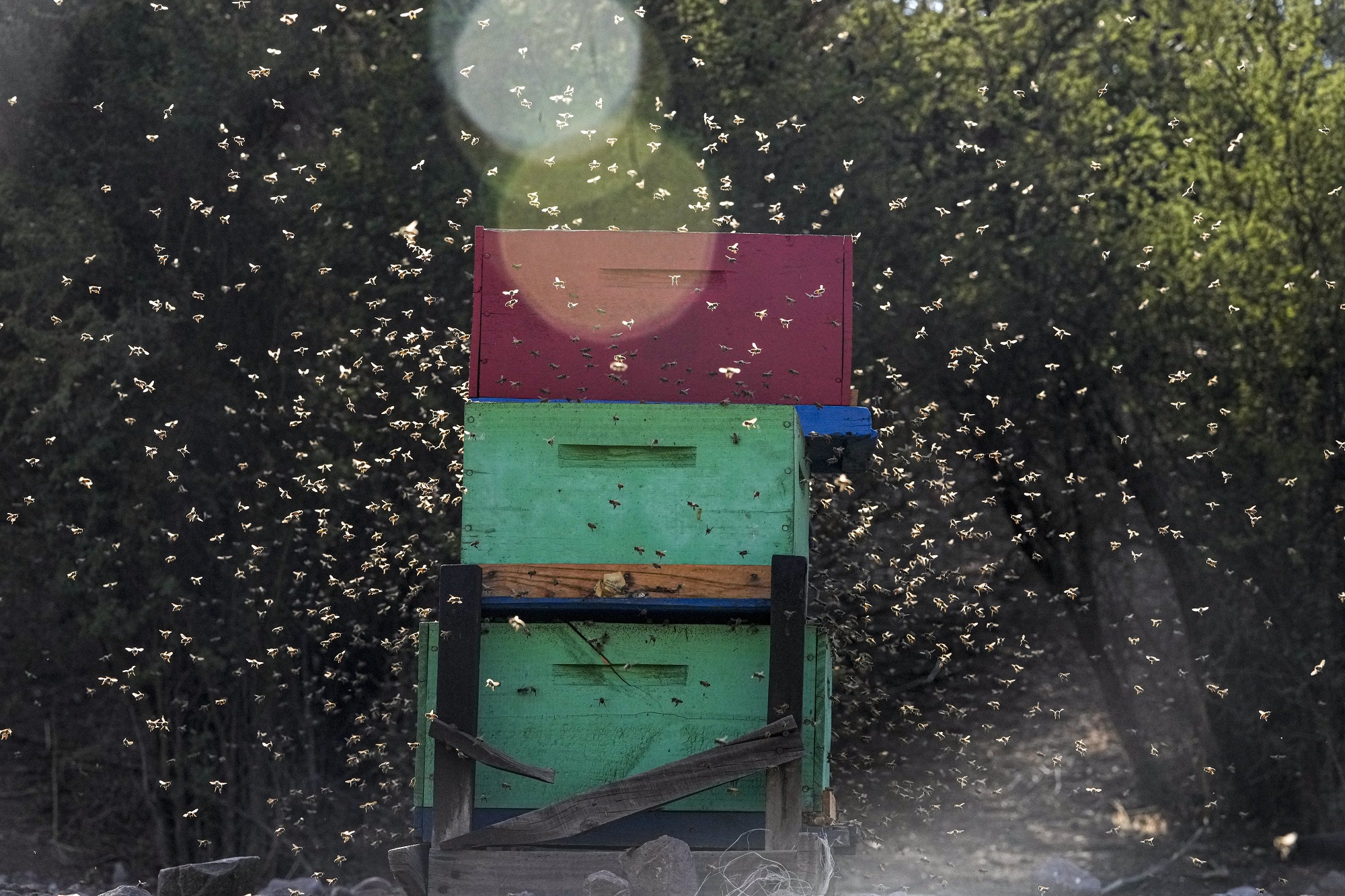 O ηλεκτρισμός που παράγουν η μέλισσες επηρεάζει τον τοπικό καιρό