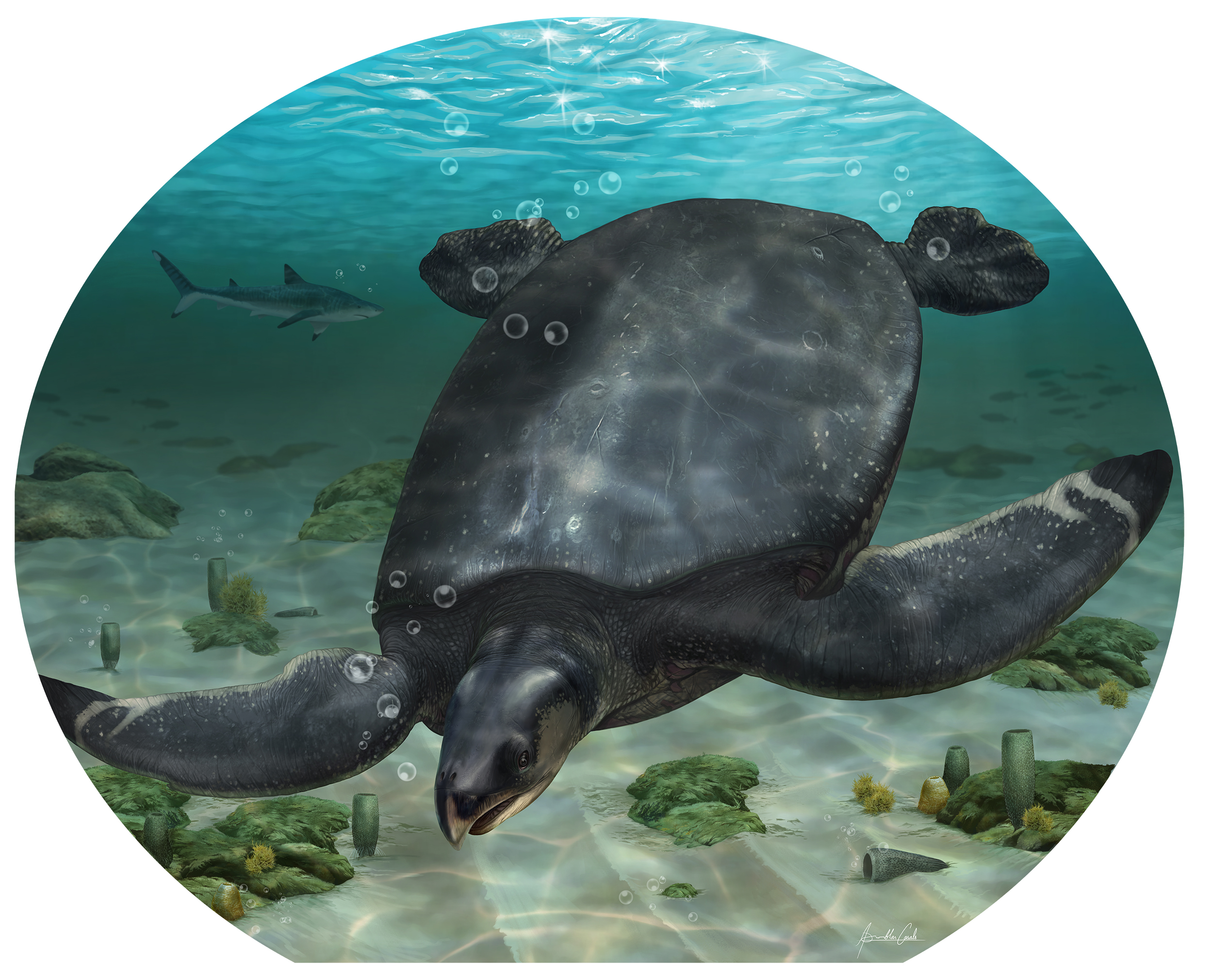 Ισπανία: Ανακαλύφθηκε απολίθωμα γιγάντιας αρχαίας θαλάσσιας χελώνας μήκους σχεδόν τεσσάρων μέτρων