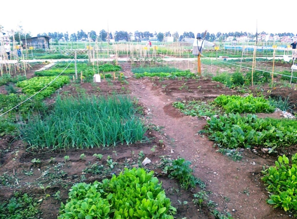 Υποβολή αιτήσεων για χορήγηση κηπαρίων  στο λαχανόκηπο του Δήμου Λαρισαίων