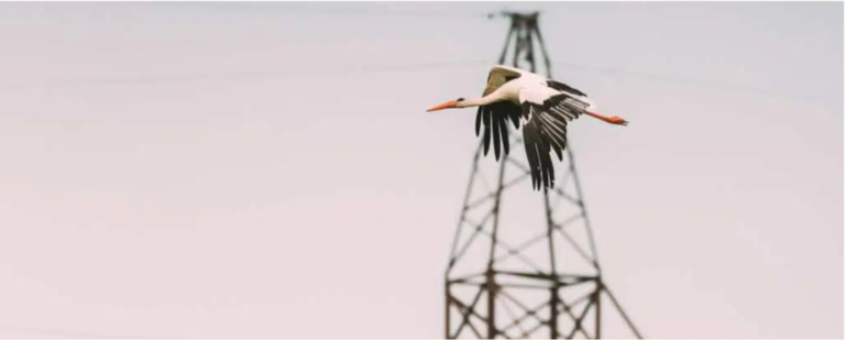 Birdlife International: Ένα στα οκτώ πουλιά στον πλανήτη κινδυνεύει με εξαφάνιση