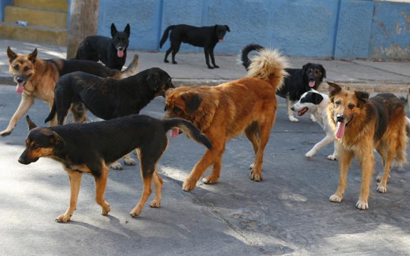 Βόλος: Νέα προκαταρκτική για επιθέσεις αδέσποτων σκυλιών σε πολίτες