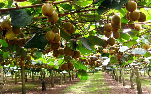 Θεσπρωτία: Χαμηλή η ζήτηση για ακτινίδια και εσπεριδοειδή – Γ. Πολυχρονάκης: Χρειάζεται σχέδιο αναδιοργάνωσης δενδροκαλλιεργειών