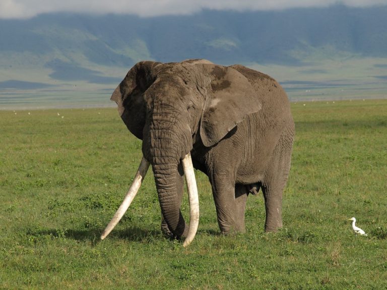 Κένυα: Περισσότεροι από 200 ελέφαντες έχουν πεθάνει σε διάστημα 9 μηνών λόγω της ξηρασίας