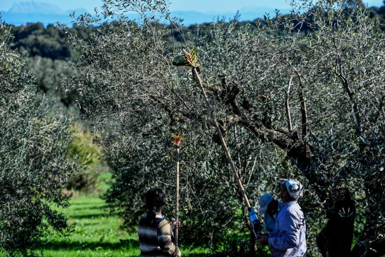 Ροδόπη- Δ. Πανταζής: Δώδεκα εκατομμύρια ευρώ το κόστος της πληρωτέας ζημιάς για τις καταστροφές σε καλλιέργειες