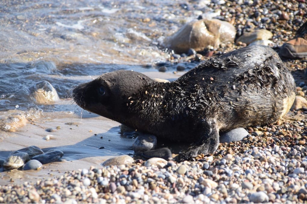 Λασίθι: Τουρίστες βρήκαν νεογέννητη φώκια στην παραλία – Επιχείρηση για τη διάσωσή της