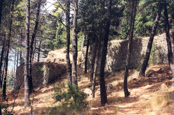 Θεσπρωτία: Αυξημένα μέτρα προστασίας ελατοδασών κατά την περίοδο των Χριστουγέννων