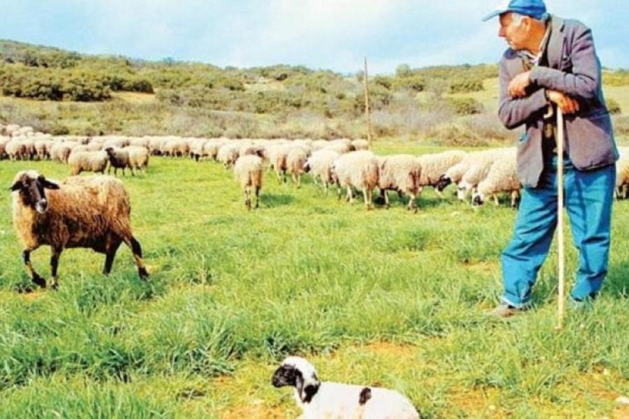 Καταβάλλεται η ενίσχυση του 2% και στους κτηνοτρόφους που έκαναν έναρξη εργασιών εντός του 2021