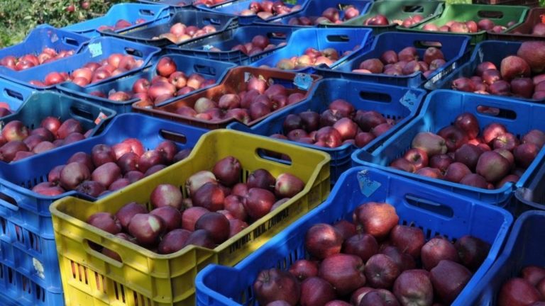 Ροδόπη: Το κόστος της συντήρησης των μήλων στα ψυγεία “πονοκέφαλος” για τους παραγωγούς