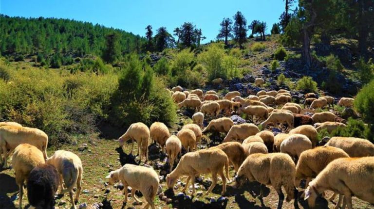 Ροδόπη: Αντιμέτωποι με τους λύκους και την ακρίβεια των ζωοτροφών οι κτηνοτρόφοι της Οργάνης